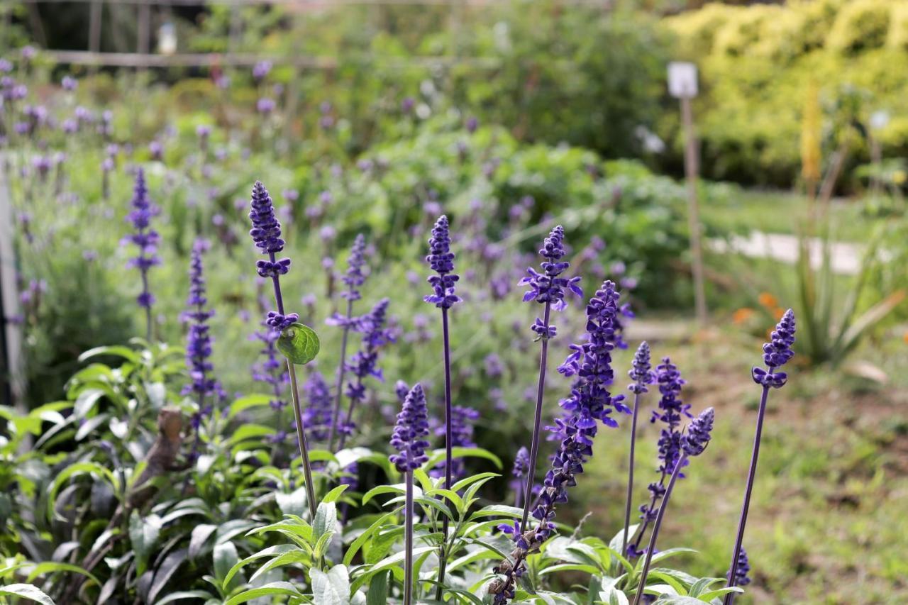 Hong Kong Gold Coast Hotel Esterno foto Lavender